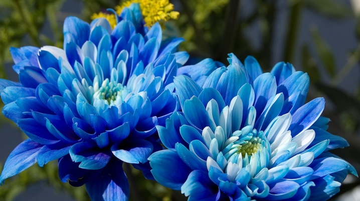 Хризантема синяя